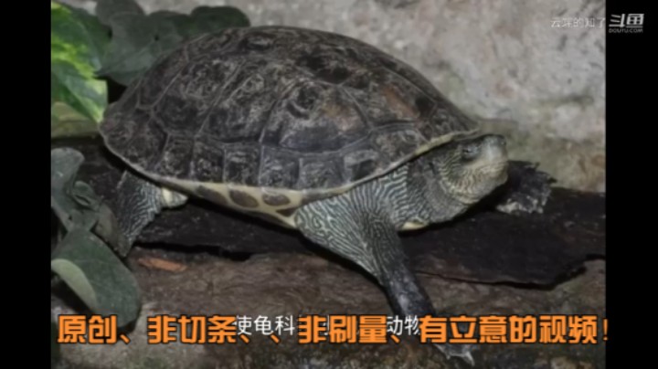 花龟