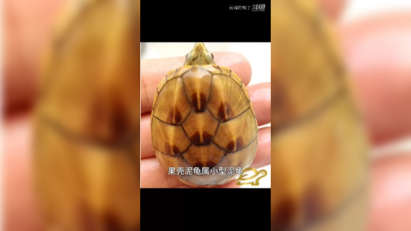 果核泥龟