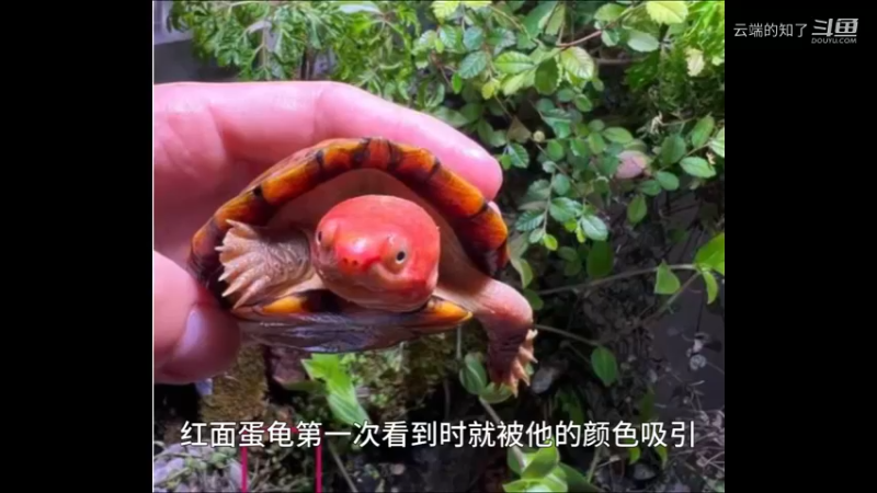 红面蛋龟