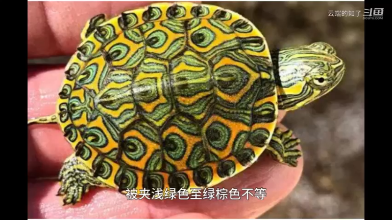 中美彩龟