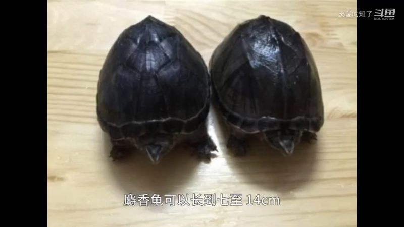 麝香龟