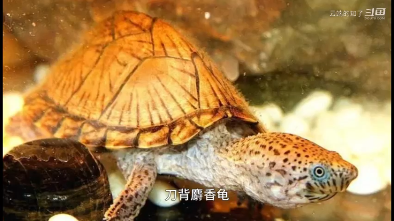 剃刀龟