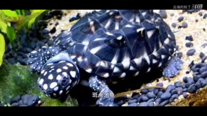 斑点池龟