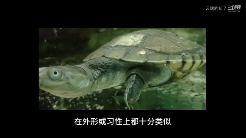 沼泽侧颈龟