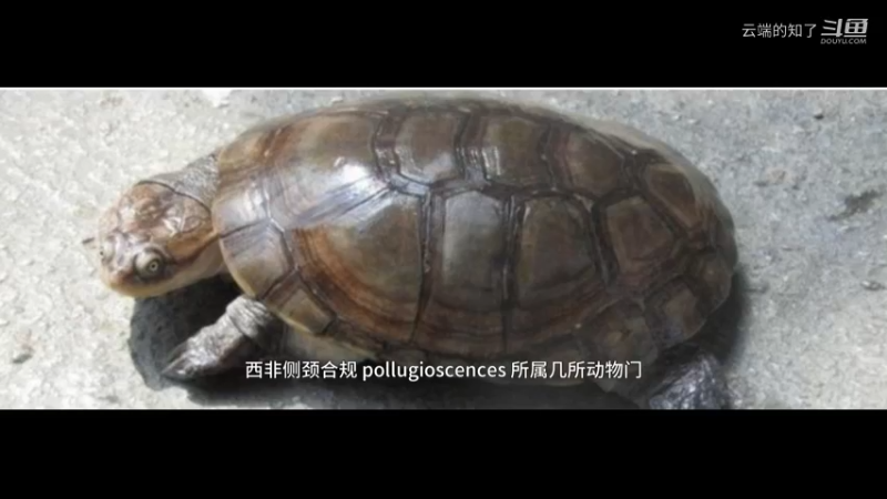 西非侧颈龟
