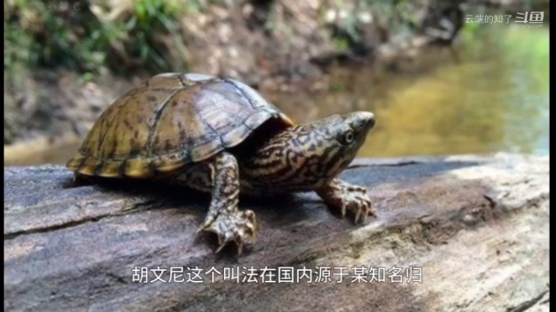 虎纹泥龟