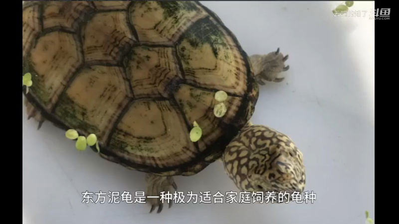 东方泥龟