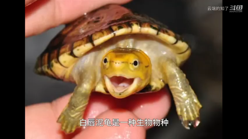 白唇泥龟