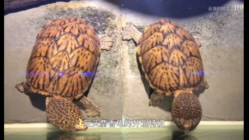巨头蛋龟