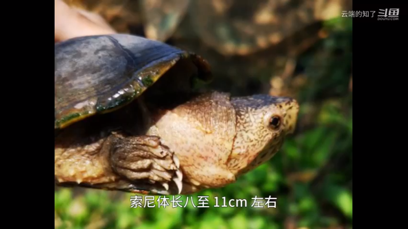 佛罗里达泥龟