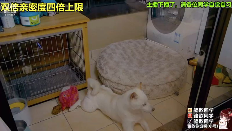 【2022-11-26 17点场】骆歆冲冲冲：双倍：吃点