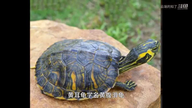 黄耳龟