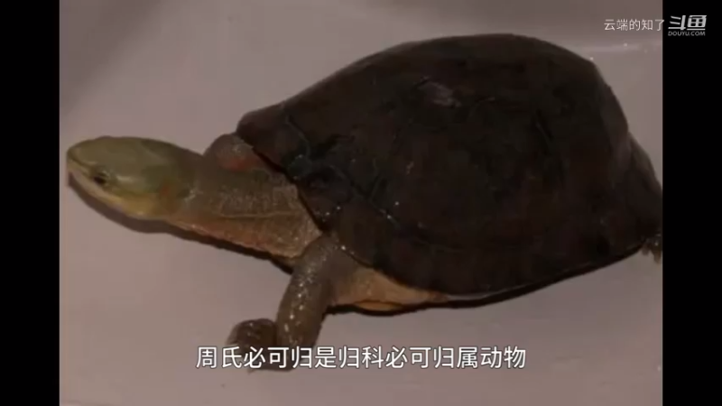 周氏闭壳龟