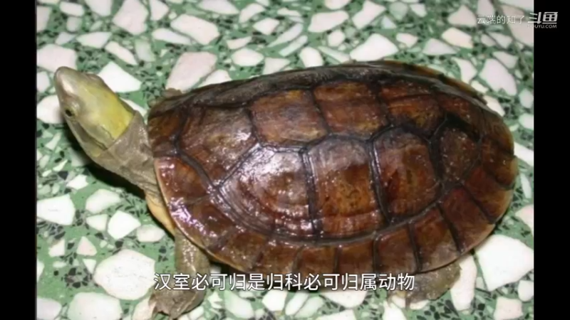 潘氏闭壳龟