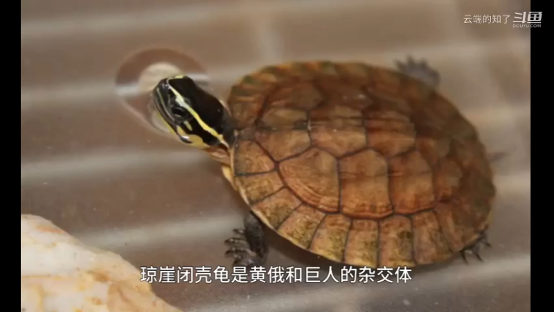 琼崖闭壳龟