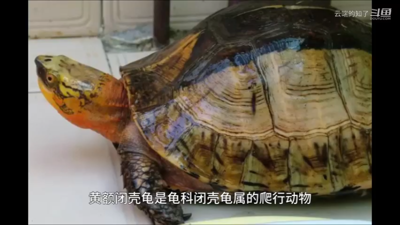黄额闭壳龟