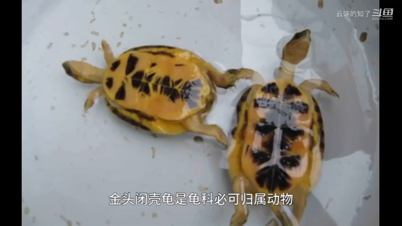 金头闭壳龟