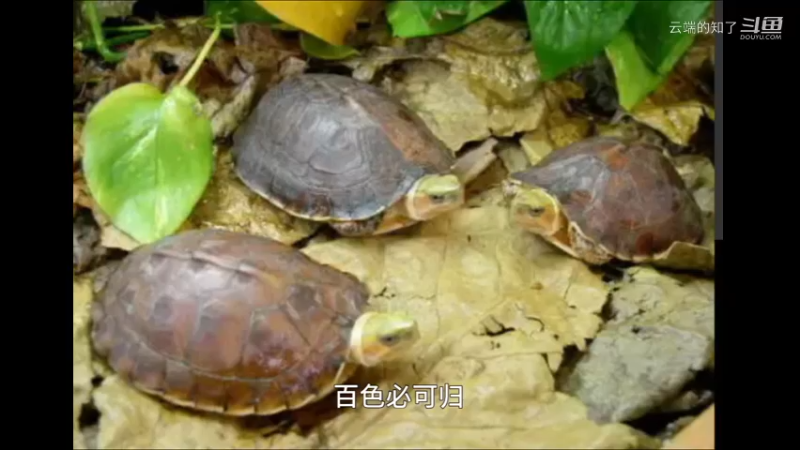 百色闭壳龟
