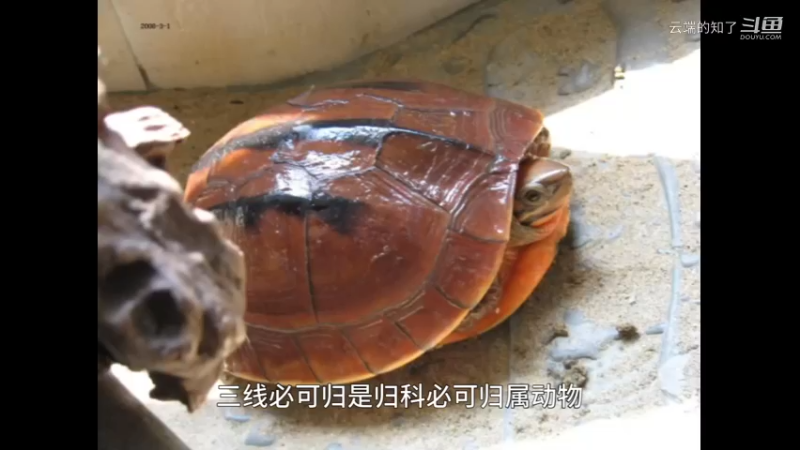三线闭壳龟