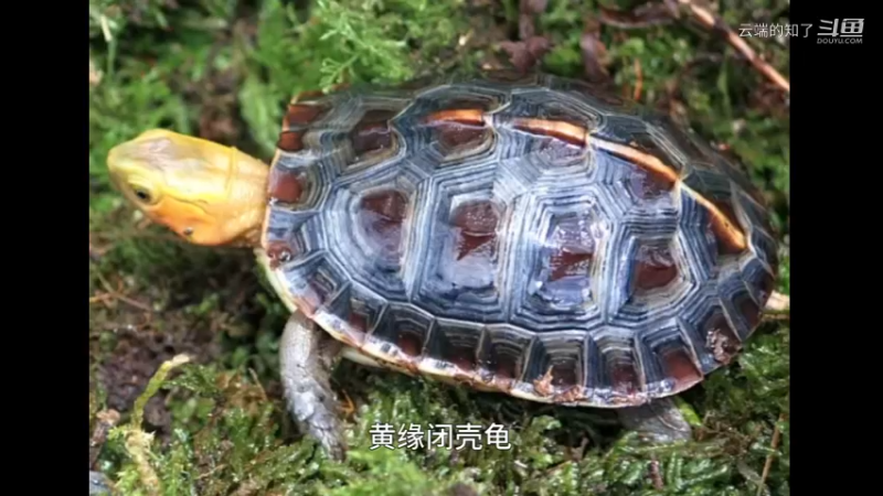 黄缘闭壳龟
