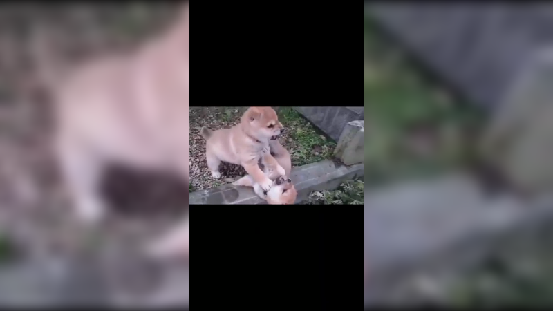 呜呜呜呜呜呜呜呜呜呜呜！