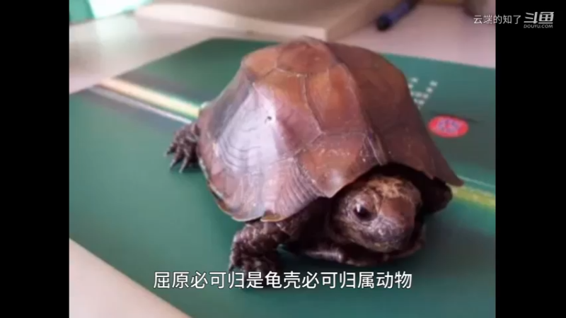 锯缘闭壳龟