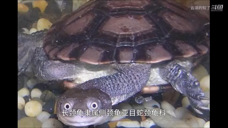 长颈龟