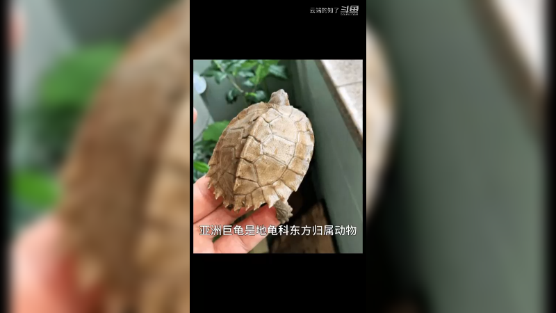 亚洲巨龟