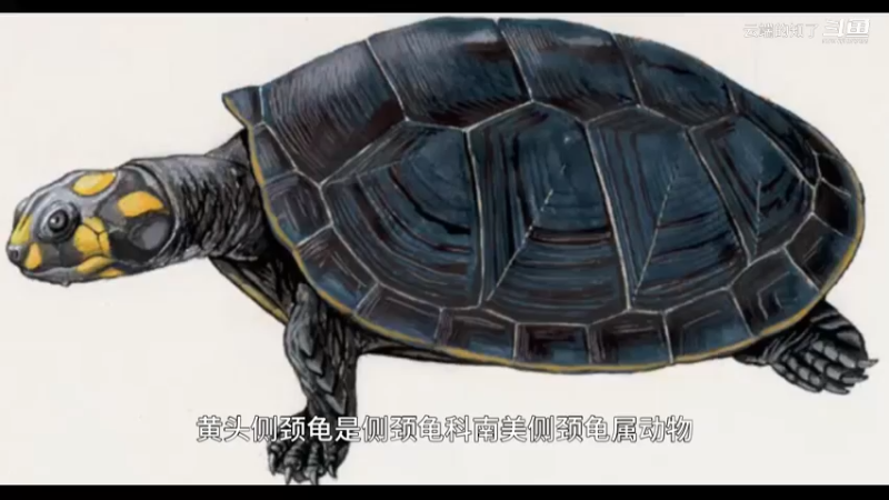 黄头侧颈龟