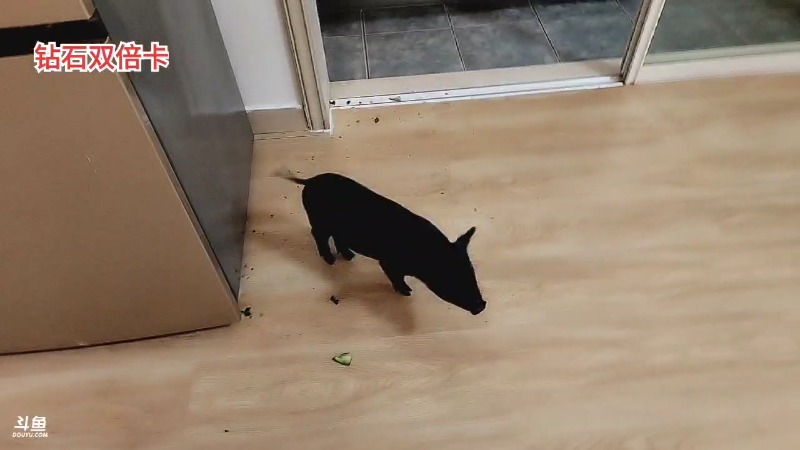 【户外】川味箩卜的精彩时刻 20221130 00点场