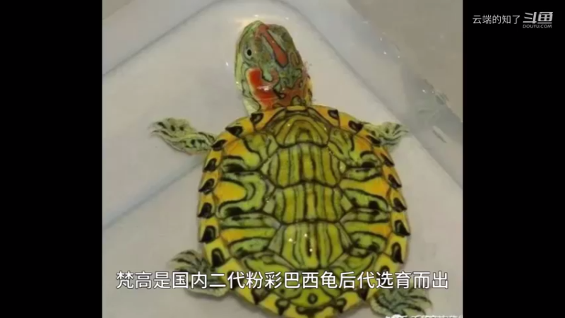 梵高巴西