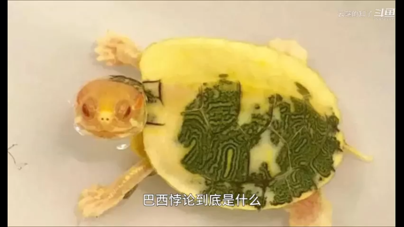 悖论巴西
