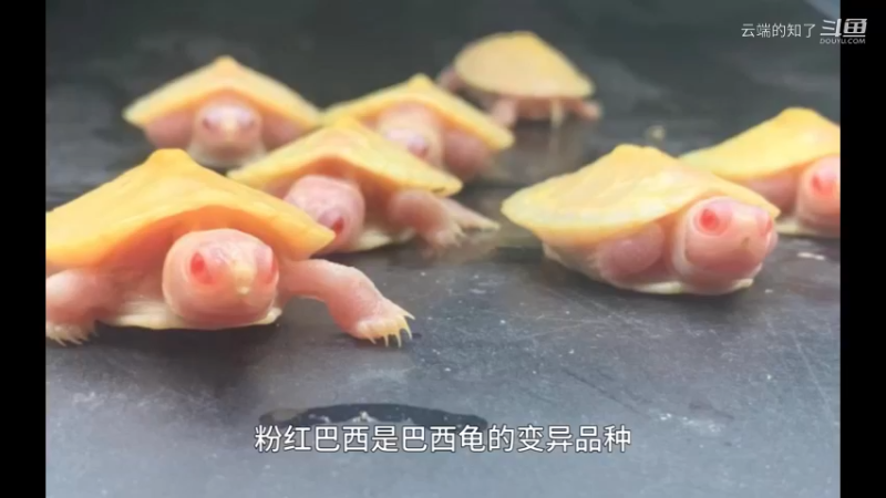 粉雪巴西