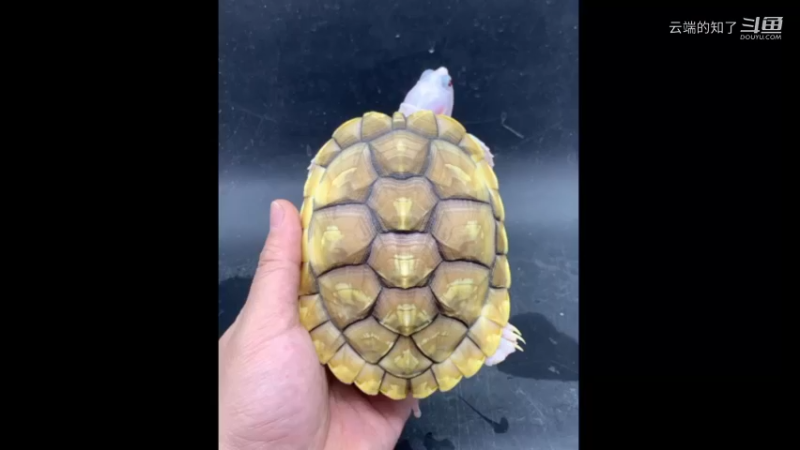 白巴