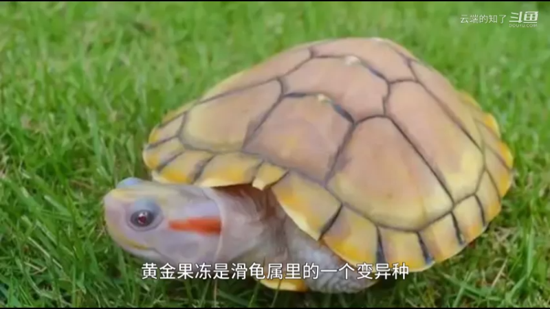 果冻巴西