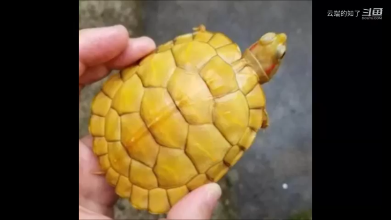 黄化巴西