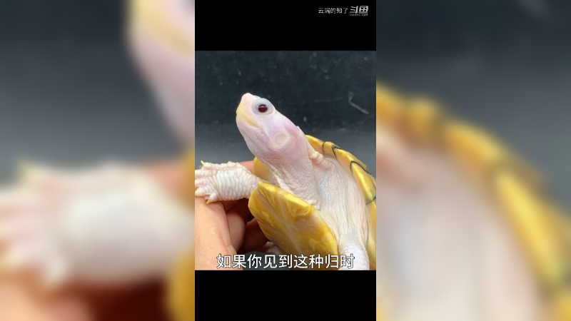 焦糖巴西