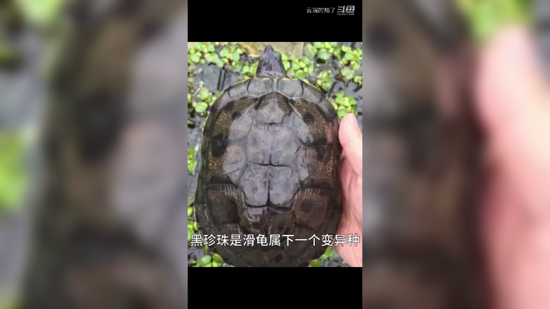 黑化巴西