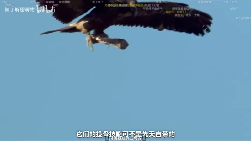 【2022-12-03 20点场】徐不鸽：卡片生存，老七登场。
