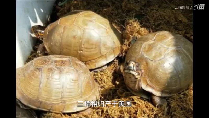 三趾箱龟