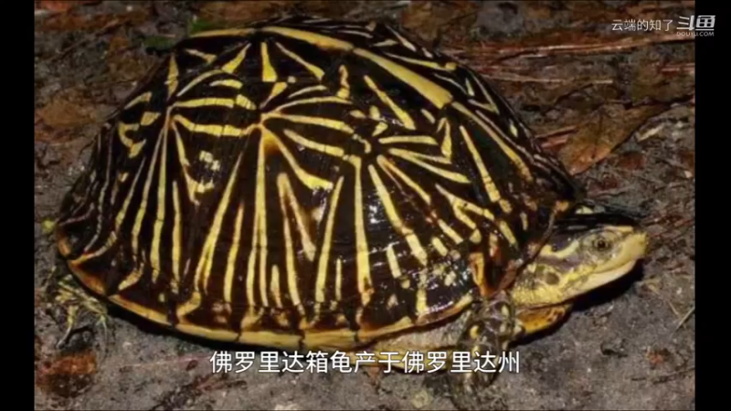 佛罗里达箱龟