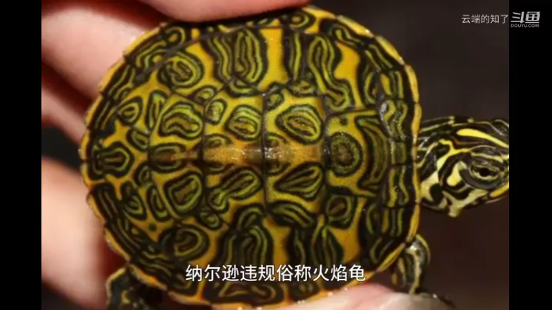 火焰龟