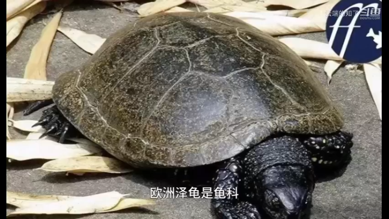 欧泽龟