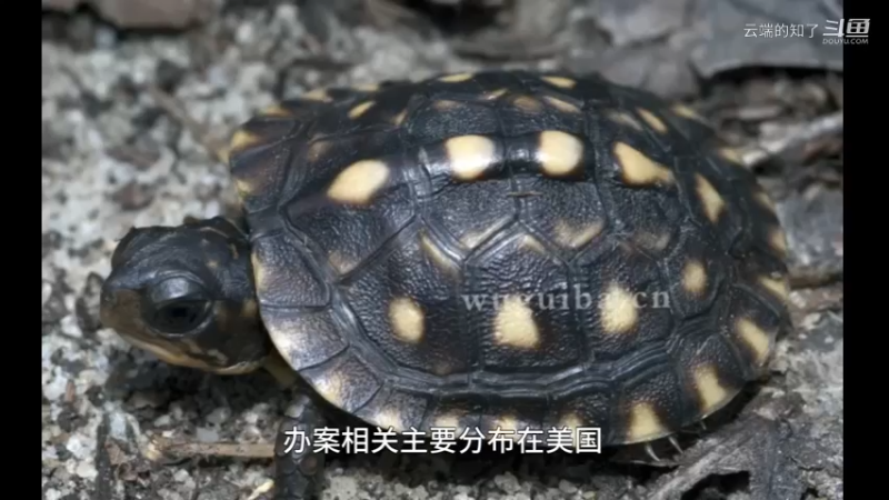湾岸箱龟