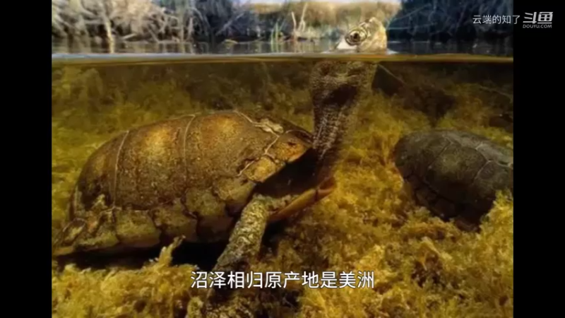 沼泽箱龟