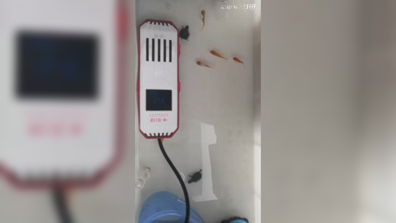 麝香小龟