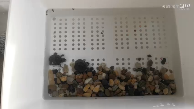 这么可爱的小龟