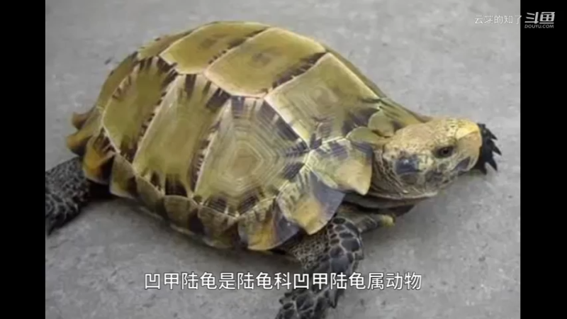 凹甲陆龟