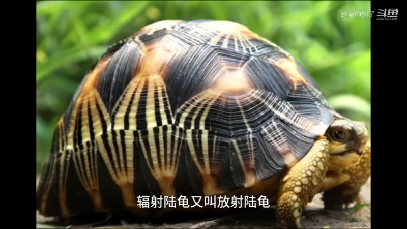 辐射陆龟