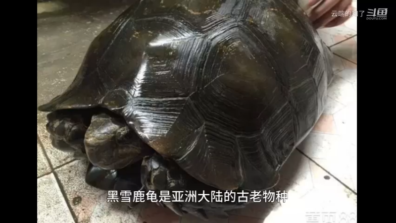 黑靴陆龟